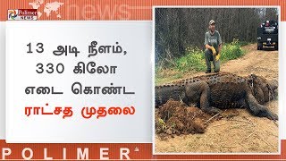 விவசாய நிலத்தின் அருகில் சுற்றித்திரிந்த ராட்சத முதலை பிடிபட்டது | Alligator Captured