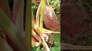 Mangel Beets: The Massive Beet That You or Your Livestock Can Eat!!! Fodder Beets.