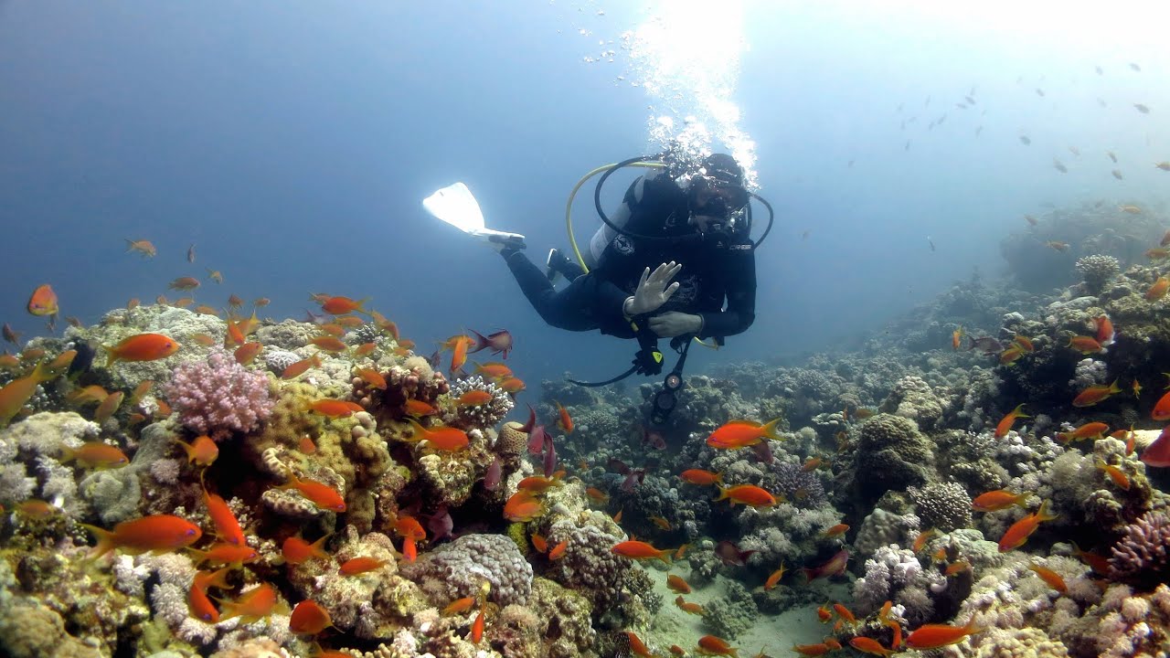 Scuba Diving Red Sea - Dive Sites Of Dahab (Egypt 2015) - YouTube