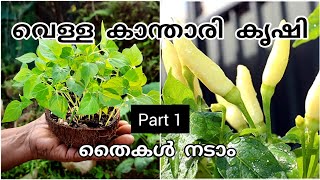 വെള്ള കാന്താരി കൃഷി|part 1|white chilli farming|