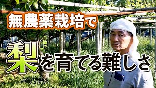 梨の無農薬栽培の難しさ / 荒尾梨を育てる高塚成生 / 熊本県荒尾市（自然栽培米専門店ナチュラルスタイル）