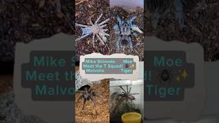 Meet Mike Shinoda \u0026 Moe — the newest members of my T squad! 🕷️ Watch all 4 Ts strike like pros! 🔥