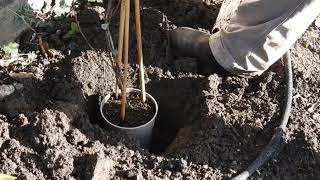 How to Plant a Climbing Honeysuckle