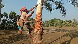 খেজুর রসের জন্য, খেজুর গাছ কাটার প্রদ্ধতি।খেজুর গাছ থেকে রস সংগ্রহ|যশোরের যশ খেজুরের রস| MAHIR ABRAR