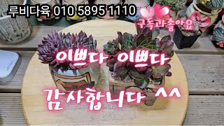 1월17일 🌻루비다육🌻 010 5895 1110  선물받은 아이들 식재하기