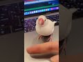 【白文鳥】暑くてお口を開ける文鳥　ココア【java sparrow】 shorts