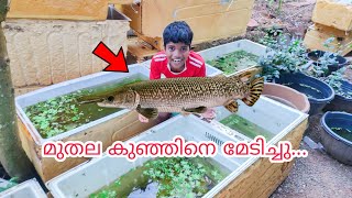 ഒരു മുതല കുഞ്ഞിനെ മേടിച്ചു....🐊 Alligator Gar Fish