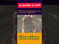 black gram for sale in tirunelveli direct from farmer கருப்பு உளுந்து விற்பனைக்கு