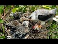 After Eating, The Parents Departed, And The Chicks Went To Sleep