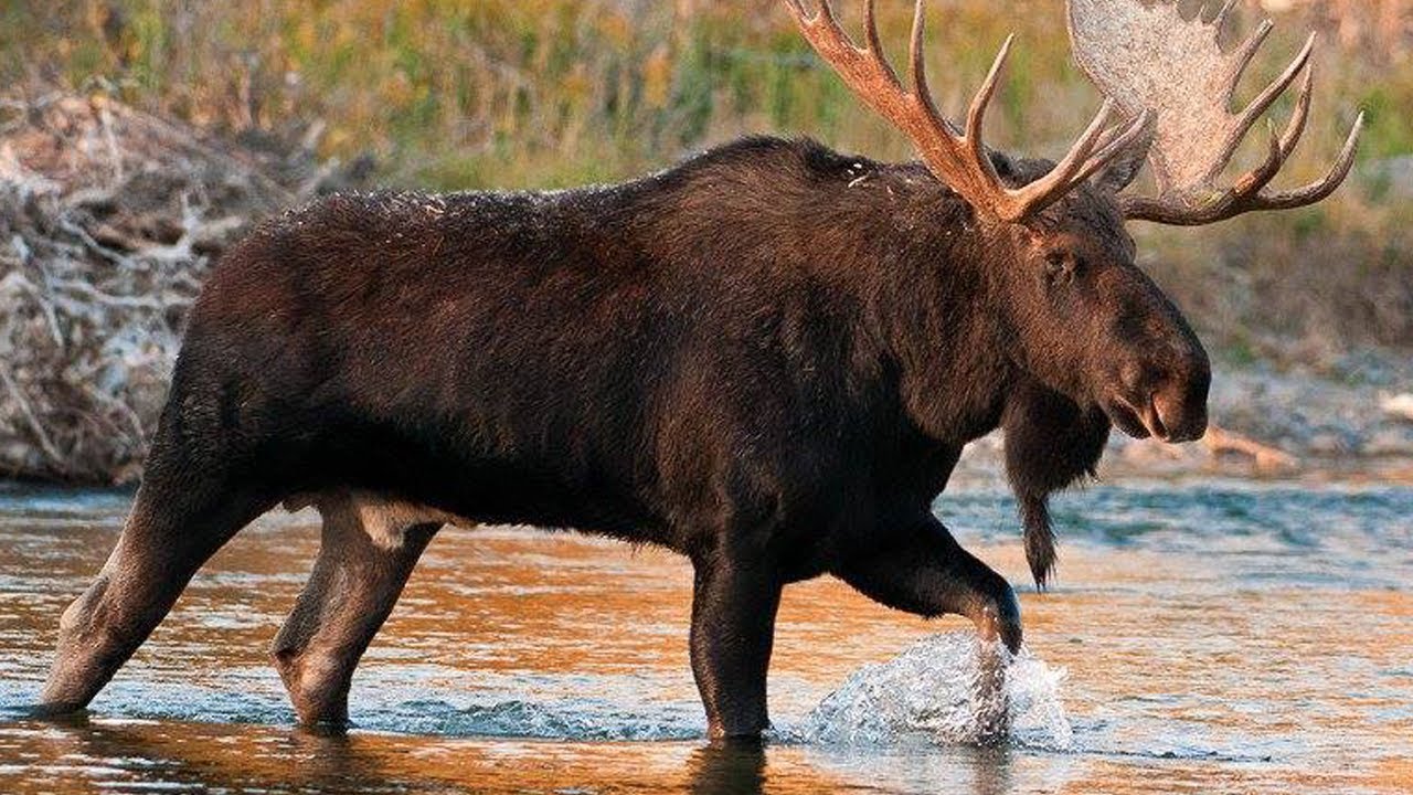 Moose Subspecies In MN Denied Endangered Species List Protections - YouTube