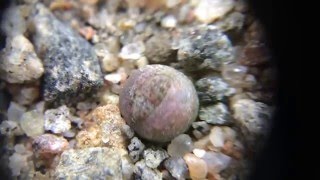 Lithops dorotheae First True Leaves