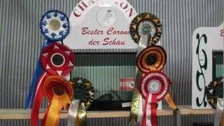 Gloster Fancy One Day Show in Asel / Harsum Germany Winner Ludo Lenears 2012