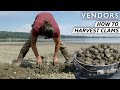 The Techniques Behind Harvesting the Best Clams on the West Coast — Vendors