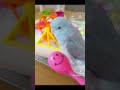 【マメルリハ】ガラガラの音マネをするラリマーちゃん マメルリハ マメルリハインコ インコのおもちゃ 癒し 可愛い ガラガラ おすすめにのりたい lovebird parrotlet