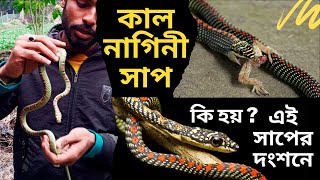 kalnagini sap | ornate flying snake| kalnagini | uronto sap | kal saap| kala nag | golden tree snake