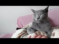 【猫動画】外が気になるけど毛布でうとうとするロシアンブルー【russianblue】russian blue drowsy with a blanket