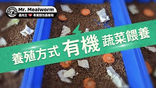 麵包蟲 養殖，麵包蟲餵食有機蔬菜【 蟲先生專業麵包蟲養殖 】Mr. mealworm