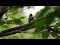 北海道の自然と風景 北海道神宮の森に響くキビタキの囀り4k narcissus flycatcher　