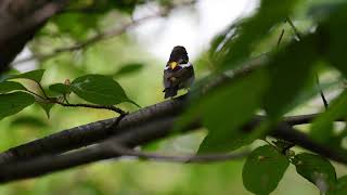 [北海道の自然と風景]北海道神宮の森に響くキビタキの囀り4K Narcissus flycatcher　