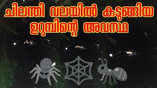 ചിലന്തി വലയിൽ കുടുങ്ങിയ ഉറുബിൻ്റെ അവസ്ഥ കാണണ്ടേ Ant in Spider Net