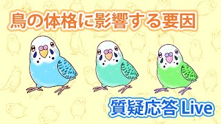 鳥の体格に影響する要因【質疑応答ライブ】