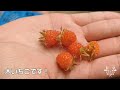 ヒキガエル 子ガエル ５月の森『ヒキガエルの森』カエル