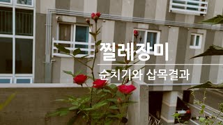 찔레장미의 순치기와 쉽게 성공하는 삽목법