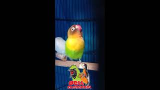 Masteran Lovebird Konslet Jantan birahi ke bunyi