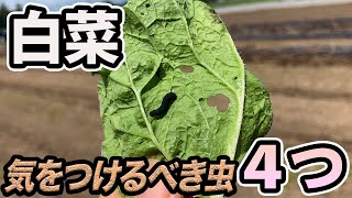 【はくさい】この虫だけは対策してください。４つの虫と対策