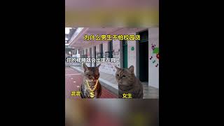 为什么男生不怕校园贷 #猫meme小剧场 #猫meme #cute