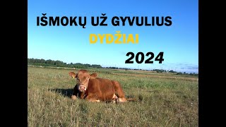 Išmokų už gyvulius dydžiai 2024