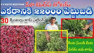 మా మిరప తోట 22000 పెట్టుబడి 30 క్వింటల్లా క్రాప్, జడ కాత @SVRaituNestham