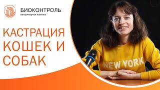 👉 Подробно про кастрацию и стерилизацию кошек и собак. Кастрация и стерилизация. Биоконтроль. 12+