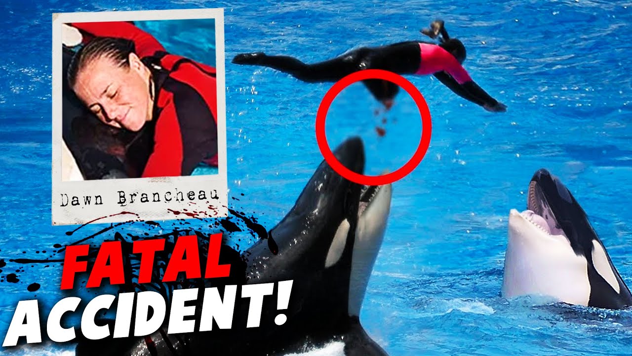 The Horrifying True Story Of Dawn Brancheau's Orca Attack At SeaWorld ...