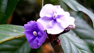 Ayahuasca Ceremony Music - Shipibo Medicine Song - Peru - Don Julio César Urquia Rojas