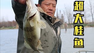 野河撒網資源太好了，超大桂花魚驚艷一船人，大紅鯉魚一網好幾個【農村漁夫黎明官方頻道】