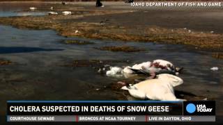 Thousands of geese fall dead from the sky in Idaho