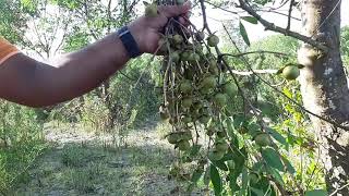 Collect Kewra Fruits From Garden