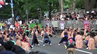 2013 YOSAKOIソーラン祭り リゾンなるこ会飛鳥 大通り北6 8