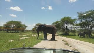 Tembo tarangire