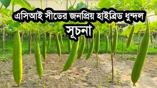 এসিআই সীডের জনপ্রিয় হাইব্রিড ধুন্দল সূচনা Aci Seed Popular Sponge Gourd Shuchona.