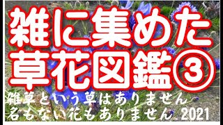 雑に集めた草花図鑑③園芸品種＋