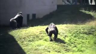 Troll Gorilla