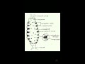 canal system in sycon in hindi biology solution