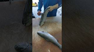 How to fillet a fish (trout) easily : A Beginner's Guide