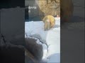 【旭山動物園】ふわふわ春のなごり雪❄️🌸ママと遊ぼう！わちゃわちゃ🐻‍❄️🐻‍❄️ゆめとピリカまま asahiyama zoo polar bear yume and pirika.