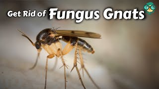 2 Effective Methods Against Fungus Gnats | How to Get Rid of Fungus Gnats | How to Exterminate Gnats