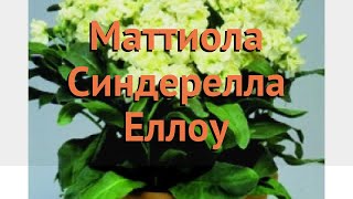 Маттиола обыкновенный Еллоу 🌿 обыкновенный маттиола Еллоу обзор: как сажать, семена маттиолы Еллоу