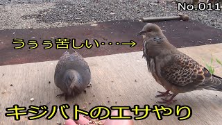 キジバトのエサやり No.011 (Feeding the pigeons)