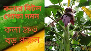 কলা গাছের বিটল পোকার ক্ষতিকর লক্ষন ও দমন।